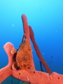   Ocellated Frogfish being invisible  